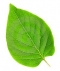 zelený list
